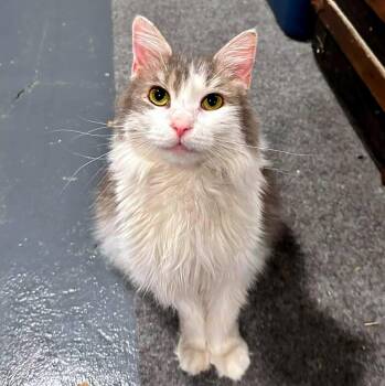 Dorothy -  Domestic Long Hair Cat for Adoption - Dorothy | PetCurious