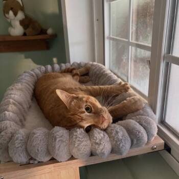 Dreamy -  Domestic Short Hair Cat for Adoption in Windsor, Virginia - Dreamy | PetCurious