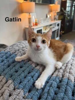 Gatlin -  Domestic Short Hair Cat for Adoption in Groveland, Massachusetts - Gatlin | PetCurious