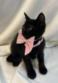 Domestic Short Hair Cats Available for Adoption in Margate, Florida - Cranberry | PetCurious