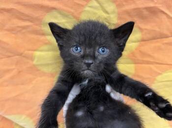 NIGHTSHADE -  Domestic Short Hair Cat for Adoption in Pensacola, Florida - NIGHTSHADE | PetCurious