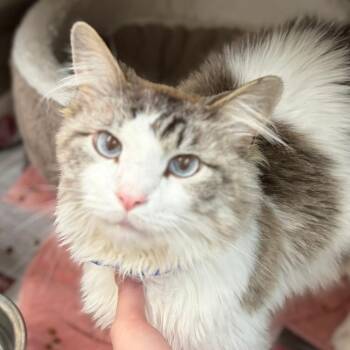 Bob -  Domestic Long Hair Cat for Adoption in Ardmore, Oklahoma - Bob | PetCurious