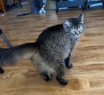 Rescue Domestic Medium Hair Cats for Adoption in Lodi, California - Claudette | PetCurious