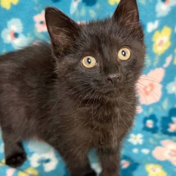 Domestic Short Hair Cats Available for Adoption in Waterloo, Iowa - Lawn Chair | PetCurious