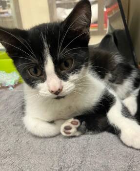 Cartagena -  Domestic Short Hair Cat for Adoption in Christiansburg, Virginia - Cartagena | PetCurious