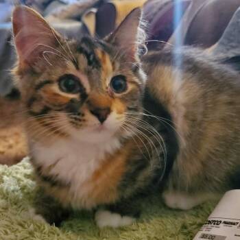 Rusti/Posie Angel -  Domestic Medium Hair Cat for Adoption in Eagle Mountain, Utah - Rusti/Posie Angel | PetCurious