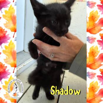 Rescue Domestic Short Hair Cats for Adoption in Red Lodge, Montana - Shadow | PetCurious