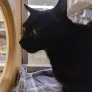 Domestic Short Hair Cats Available for Adoption - Bolero | PetCurious