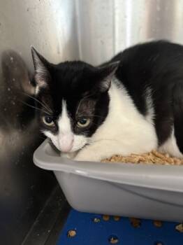 Rescue Domestic Short Hair Cats for Adoption in River Ridge, Louisiana - Shannon | PetCurious