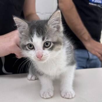 Reaper -  Domestic Medium Hair Cat for Adoption in Beaumont, Texas - Reaper | PetCurious