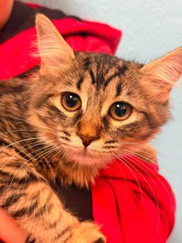 Domestic Long Hair and Tabby Cats Available for Adoption in Chandler, Arizona - Tiramisu Vibez | PetCurious