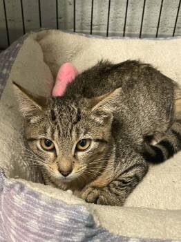 Chelsea -  Domestic Short Hair Cat for Adoption in Covington, Virginia - Chelsea | PetCurious