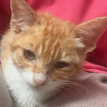 Aurora -  Domestic Short Hair Cat for Adoption in Tustin, California - Aurora | PetCurious