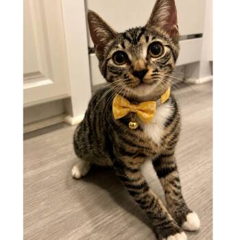 Daisy Mae -  Domestic Short Hair Cat for Adoption in Santa Ana, California - Daisy Mae | PetCurious