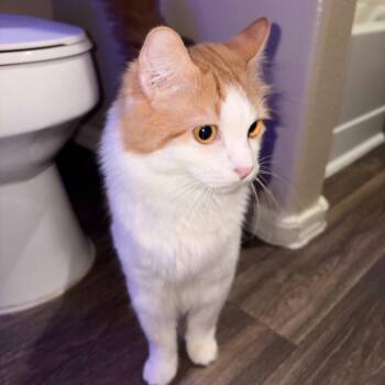 Comet -  Domestic Medium Hair Cat for Adoption in Las Vegas, Nevada - Comet | PetCurious