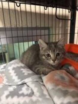 Janice -  Domestic Short Hair Cat for Adoption in Charleston, South Carolina - Janice | PetCurious