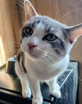 Rescue Domestic Short Hair Cats for Adoption in Thatcher, Arizona - Marshmallow | PetCurious