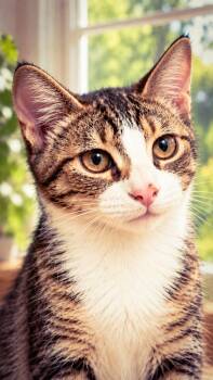 Valkrie S -  Domestic Short Hair Cat for Adoption in Fresno, California - Valkrie S | PetCurious