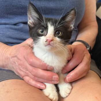 Lady Bug -  Domestic Short Hair Cat for Adoption in Midland, Texas - Lady Bug | PetCurious