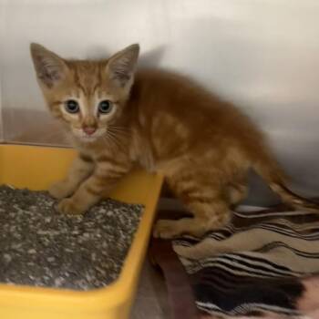 Apple Jacks -  Domestic Short Hair Cat for Adoption in Auburn, Alabama - Apple Jacks | PetCurious