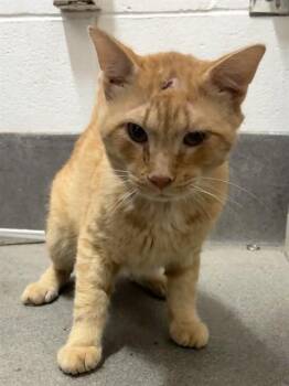 ART -  Domestic Short Hair Cat for Adoption - ART | PetCurious