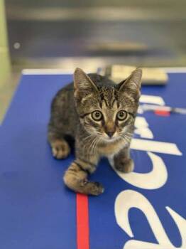 Rescue Domestic Short Hair Cats for Adoption in Longview, Texas - Sugar Ray | PetCurious