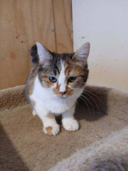 Rescue Domestic Short Hair Cats for Adoption in Thatcher, Arizona - Poppy | PetCurious