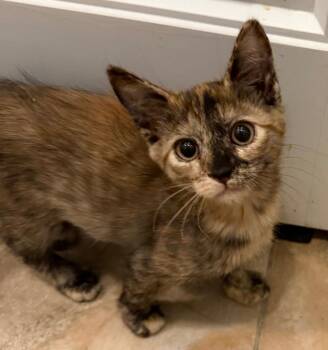 Couch Potato26 -  Domestic Short Hair Cat for Adoption in Youngsville, North Carolina - Couch Potato26 | PetCurious