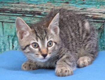 Melody -  Domestic Short Hair Cat for Adoption in Lexington, Virginia - Melody | PetCurious