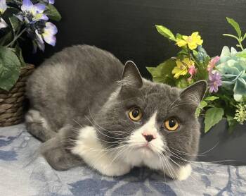Marshmallow -  Persian and Domestic Medium Hair Cat for Adoption in Fayetteville, Georgia - Marshmallow | PetCurious