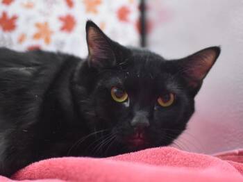 Rescue Domestic Short Hair Cats for Adoption in Portland, Oregon - Pepper | PetCurious