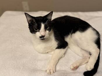 Moostache -  Domestic Short Hair Cat for Adoption in Plumerville, Arkansas - Moostache | PetCurious