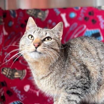 Domestic Short Hair Cats Available for Adoption in Nashville, Indiana - Pretzel Bun | PetCurious