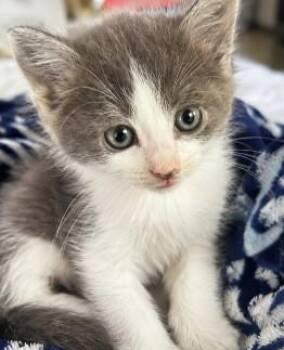 Twix -  Domestic Short Hair Cat for Adoption in Ottawa Hills, Ohio - Twix | PetCurious