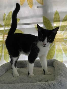 Rescue Domestic Short Hair Cats for Adoption in New Bedford, Massachusetts - Pamela | PetCurious