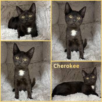 Cherokee -  Domestic Short Hair Cat for Adoption in Windy Hills, Kentucky - Cherokee | PetCurious