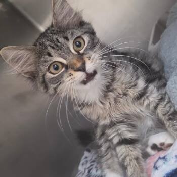 Flufferella -  Domestic Medium Hair Cat for Adoption in Lakeland, Florida - Flufferella | PetCurious