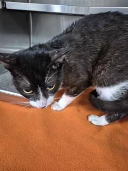 Domestic Short Hair Cats Available for Adoption in Pasadena, Texas - A185381 | PetCurious
