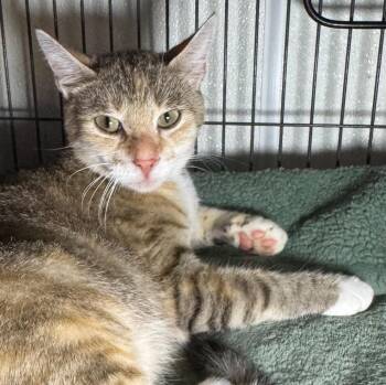 Sara Bee -  Domestic Short Hair Cat for Adoption in Saginaw, Michigan - Sara Bee | PetCurious
