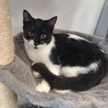 Bandita -  Domestic Short Hair Cat for Adoption in Roosevelt, Utah - Bandita | PetCurious