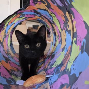 Kiki -  Domestic Short Hair Cat for Adoption in Rossville, Georgia - Kiki | PetCurious