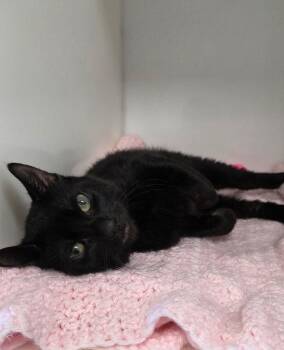 Gaufrette -  Domestic Short Hair Cat for Adoption in Delson, Quebec - Gaufrette | PetCurious