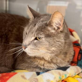 Domestic Short Hair Cats Available for Adoption in Midland, Michigan - Ashes | PetCurious