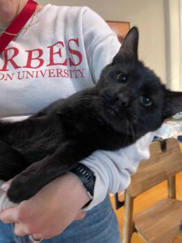 Rescue Domestic Short Hair Cats for Adoption in Columbus, Ohio - Onyx | PetCurious