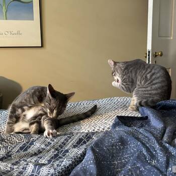 Pearl -  Domestic Short Hair Cat for Adoption in Reisterstown, Maryland - Pearl | PetCurious