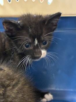 A136678 -  Domestic Short Hair Cat for Adoption in Palmetto, Florida - A136678 | PetCurious