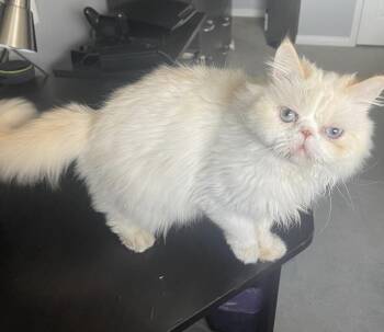Pipi -  Persian Cat for Adoption in Brampton, Ontario - Pipi | PetCurious