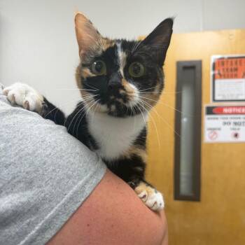 Twix -  Domestic Short Hair Cat for Adoption in Columbiana, Alabama - Twix | PetCurious