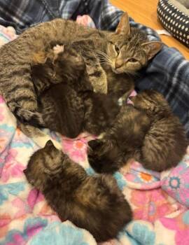 Lily -  American Shorthair Cat for Adoption in Syracuse, New York - Lily | PetCurious