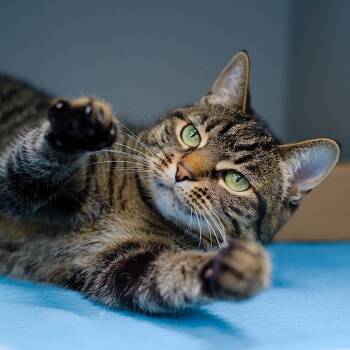 Remi -  Domestic Short Hair Cat for Adoption in Maplewood, New Jersey - Remi | PetCurious